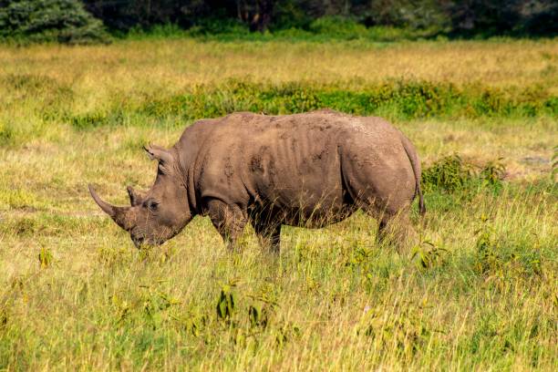 istock Rhino in the Savanah 2198320760