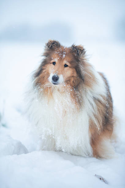 istock Long haired rough collie outside in winter snow 2198320906