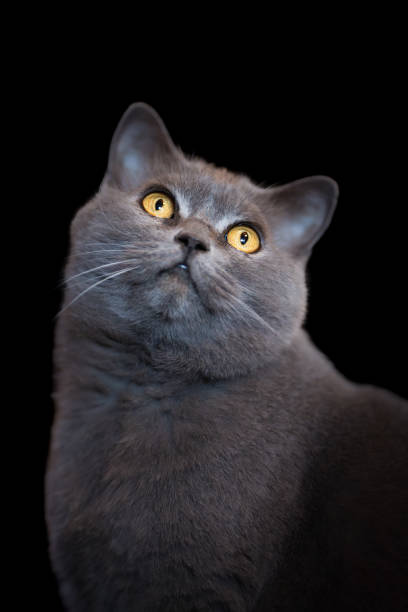 istock Grey british cat with yellow eyes, studio shot on black background 2198320913