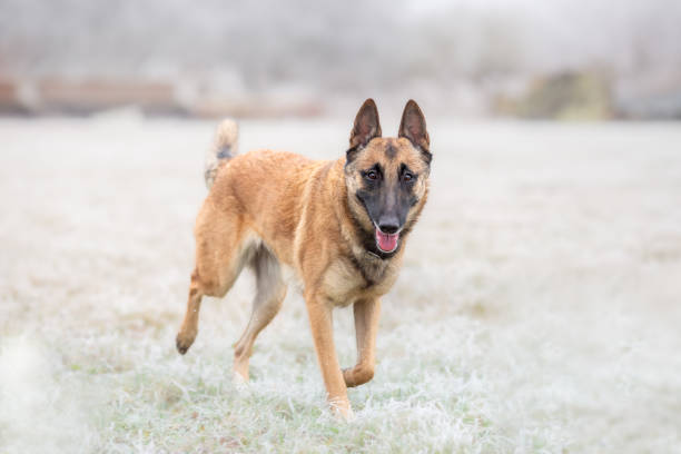 Belgian Shepherd - Malinois, running obedient working dog in cold winter nature
