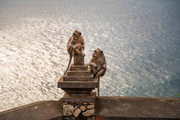 istock Two monkeys perched on a temple structure in Bali, one holding a vibrant orange offering. 2198321647