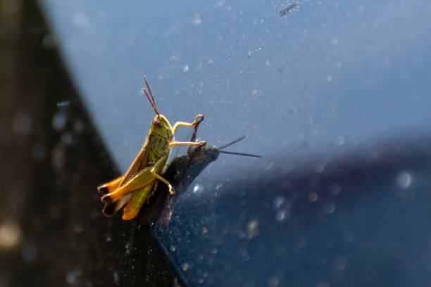 istock portrait of a grasshopper 2198321774
