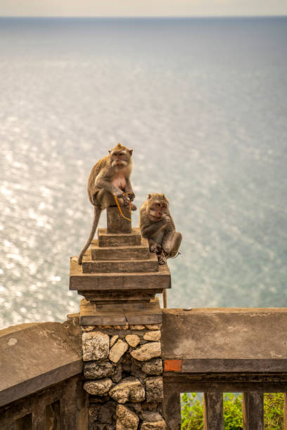 istock Monkeys at a Balinese temple overlooking the ocean, one curiously holding an orange object. 2198321904