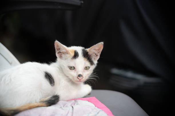 A sweet little white and black kitten lying down and looking at the camera. Dark blurry background