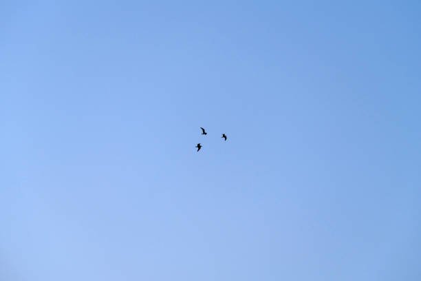Blue sky