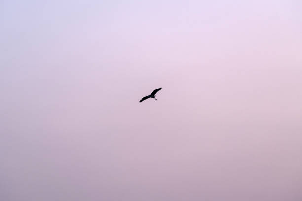 istock a heron flying in the sky before sunrise 2198323747
