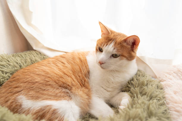 istock Cute cat relaxing by the window 2198326433