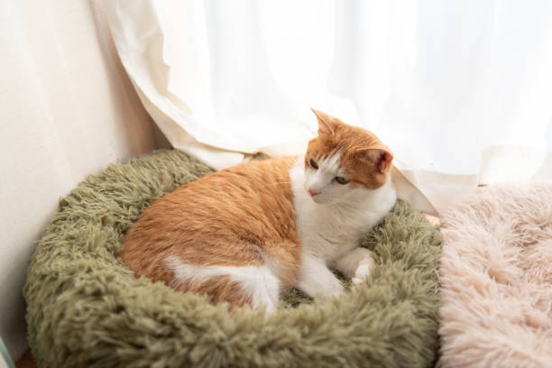 istock Cute cat relaxing by the window 2198326519