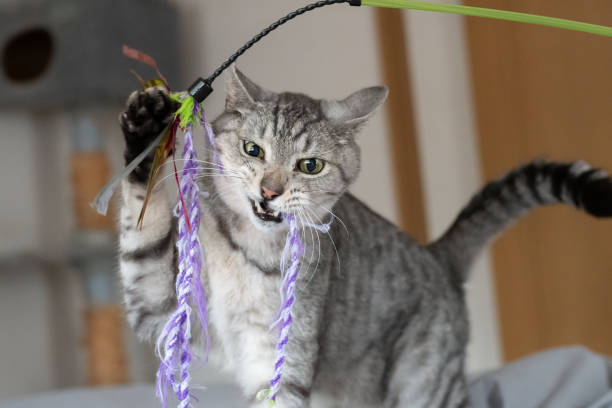 istock Cute cat playing with a toy 2198326627
