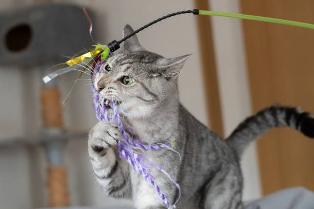 istock Cute cat playing with a toy 2198326646