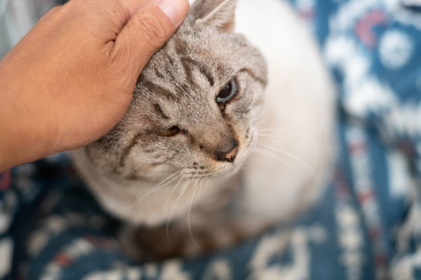 istock Person stroking a cute cat's head 2198327120