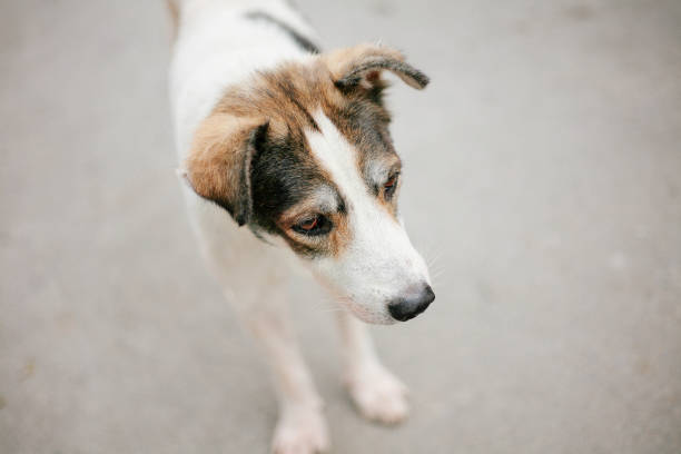 istock poor animal in Bangkok 2198327617