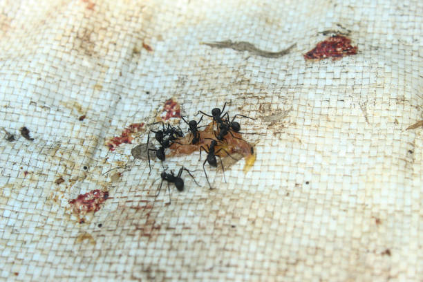 istock black ants (Camponotus japonicus) swarming around a small raw meat meal 2198328029