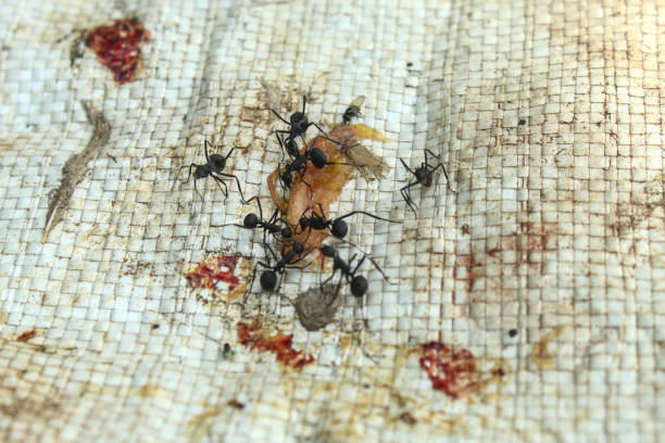 black ants (Camponotus japonicus) swarming around a small raw meat meal