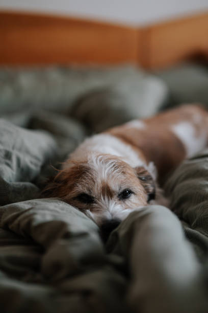 istock A small dog sleeps in a bed 2198330731