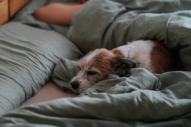 A man and a dog sleeping in a bed