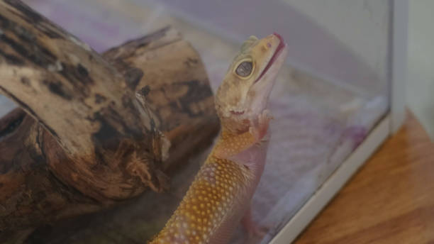 istock gecko in a terrarium reaches upward with a playful expression, as if testing its surroundings. This scene embodies the balance between nature and captivity, illustrating resilience. 2198332057