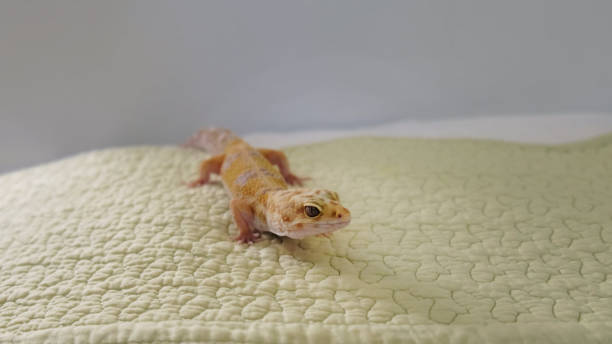 istock gecko crawls across a soft, textured surface, embodying the connection between the wild and domestic life. This image highlights the adaptability of exotic creatures in a home environment. 2198332071