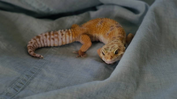 istock close-up of a gecko with a curious and content expression, lying on a soft surface. This image highlights the unique personality and charm of exotic pets in a home environment. 2198332080