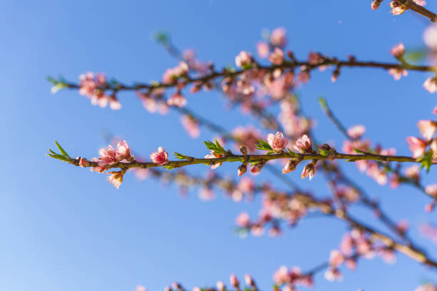 Soft pink peach blossoms bloom on slender branches against a vibrant blue sky.