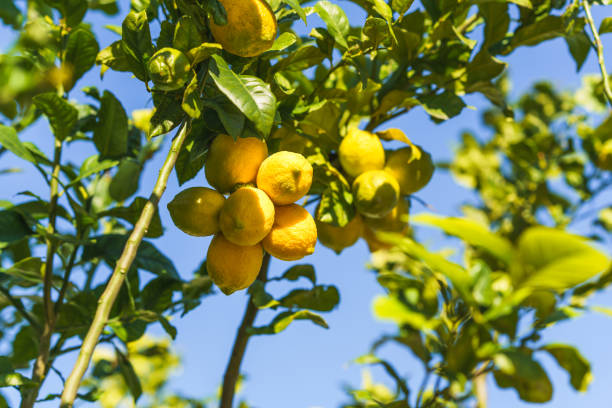 istock Lemon tree branches filled with ripe yellow lemons shine under a bright blue sky. 2198332162