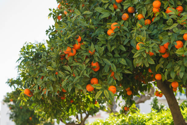 istock Orange trees filled with ripe fruit stand in the sunlight against a bright sky. 2198332191