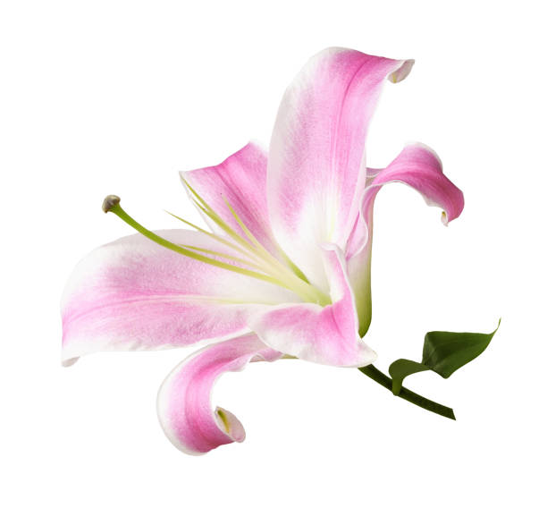 Pink lily flower isolated on white