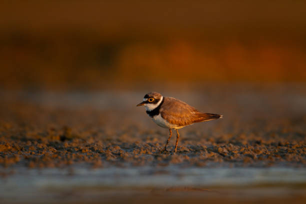 Little ringed plover (Charadrius dubius)