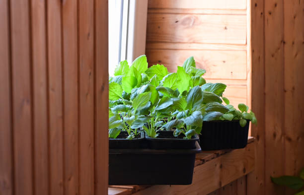 istock A box with seedlings on the windowsill in the apartment 2198335484