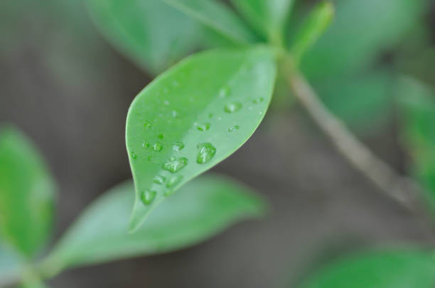 Rain tree or Samanea saman, LEGUMINOSAE MIMOSOIDEAE and rain droplet or dew drop
