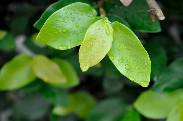 istock ficus pumila or climbing fig or MORACEAE and dew drop 2198335903