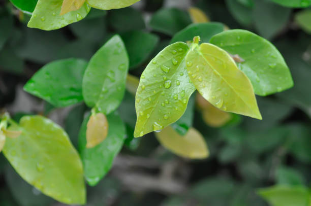 istock ficus pumila or climbing fig or MORACEAE and dew drop 2198335904