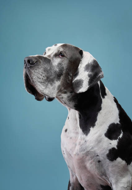 istock Great Dane portrait on blue background 2198337159