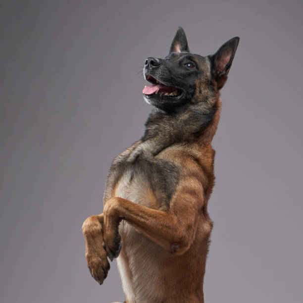A poised Belgian Malinois sits proudly against a soft beige backdrop, exuding confidence and energy. With its sharp ears, sleek tan and black coat, and a playful tongue-out expression, this intelligent working dog perfectly captures loyalty and athleticism. An ideal representation for themes of training, protection, and companionship.