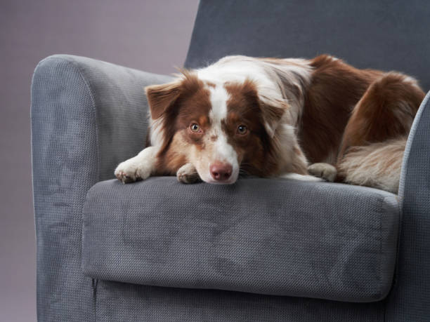 istock Australian Shepherd resting on chair 2198337172