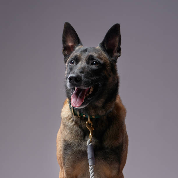 istock Malinois dog portrait with a relaxed expression 2198337183