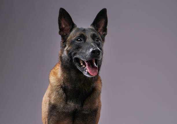 istock Malinois dog looking to the side with a happy expression 2198337184