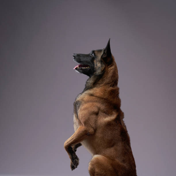 A Belgian Malinois sits back on its hind legs, looking alert and ready for action. The poised stance shows off the breed agility and discipline.