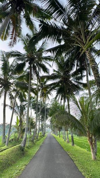 istock Palm trees along the road near the beach 2198338071