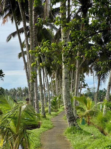 istock Palm trees along the road near the beach 2198338404