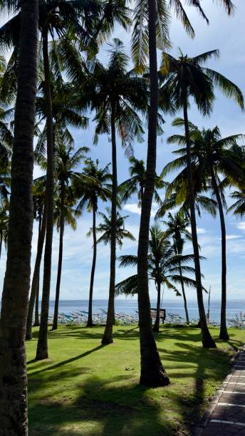 istock Palm trees along the road near the beach 2198338816