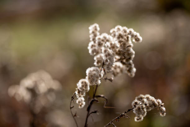 Blurred white wildflowers beautifully capture the true essence of natures stunning beauty in this serene image