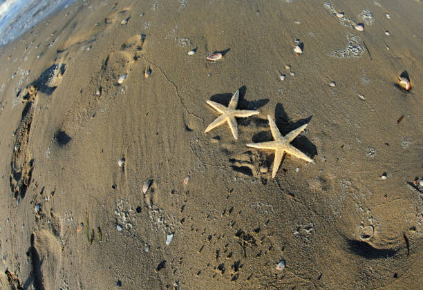 starfish on the seashore on the beach
