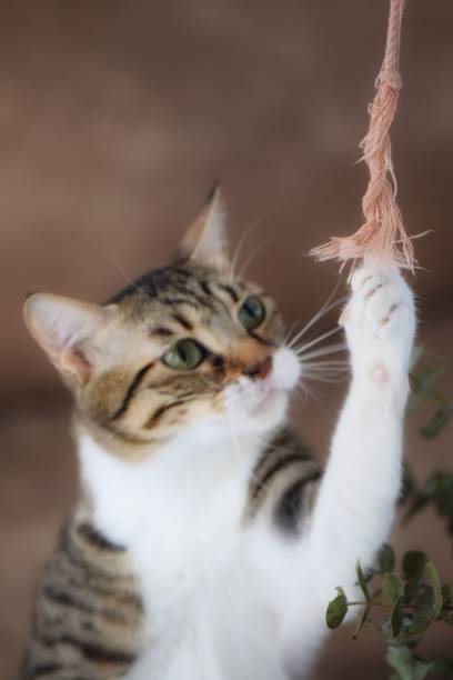 istock Playful Tabby Cat Reaching for a Rope 2198340765
