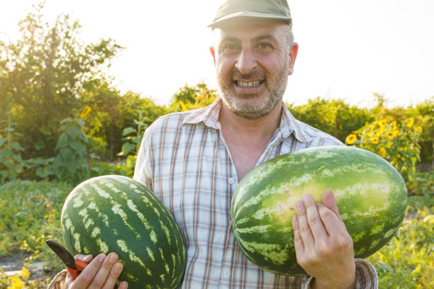istock Turkish farmer man working in watermelon field 2198341435