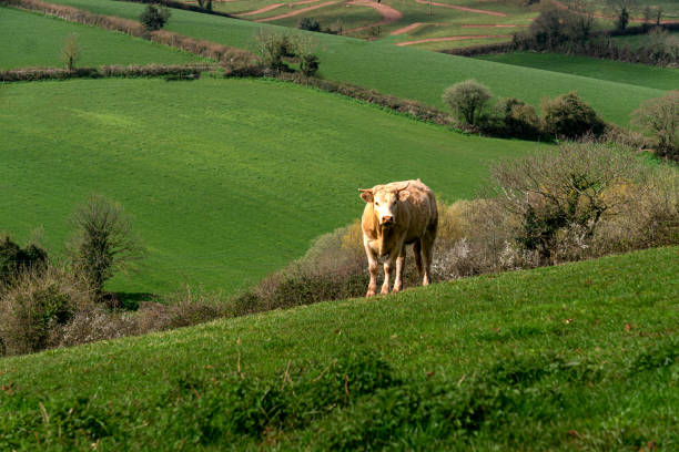 istock Cows in the fields and meadows of Devon, England, Europe. 2198343516