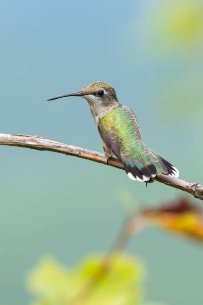 istock Ruby-throated Hummingbird, Talimena Drive, OK 2198343672