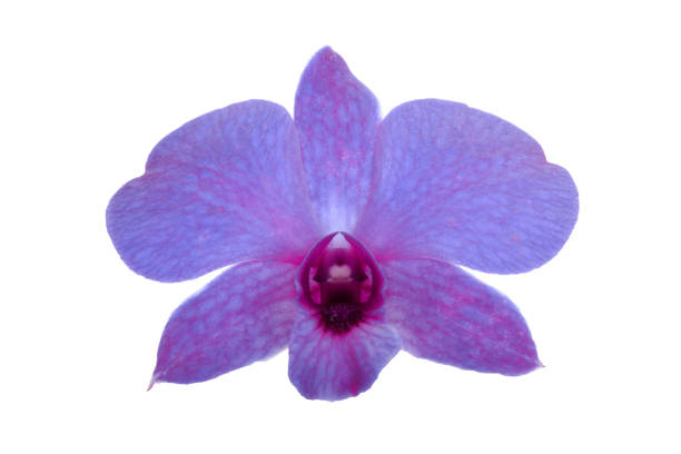 Dendrobium orchids extract gives a unique and beautiful color. Therefore, when extracted to make cosmetics, it will give a beautiful natural color if given in large quantities.\n\nBenefits of orchid extracts for skin\n\nProtects the skin from external pollution.\n\nIncreases skin elasticity, making the skin firmer.\n\nReduces premature wrinkles, reduces deep wrinkles to make wrinkles look less noticeable, helping to look younger all the time.\n\nContains antioxidants to help fight free radicals.\n\nNourishes dry skin, making the skin soft, moist, full of water and healthy.\nHelps repair and restore aging, dark and dark skin, making it radiant, smooth and clearer.\n\nRelieves skin inflammation caused by acne, reduces clogging that causes acne, treats acne, rashes and dark spots, making the skin bright, radiant and healthy.\n\nProtects hair from various pollutants, maintains moisture in the hair and scalp, making hair weighty, soft, lively and naturally shiny.\nBalances the skin's moisture.