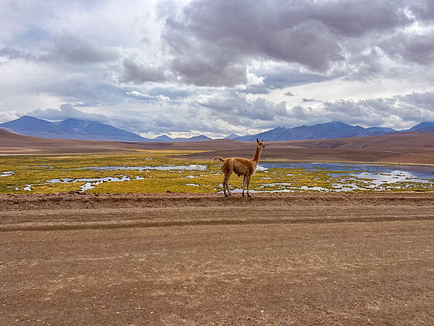 istock Wild Guanaco in Andean Plateau Landscape 2198344452
