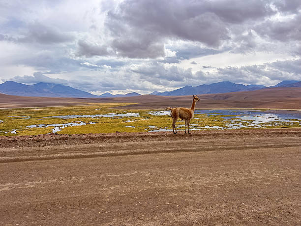 istock Wild Guanaco in Andean Plateau Landscape 2198344466